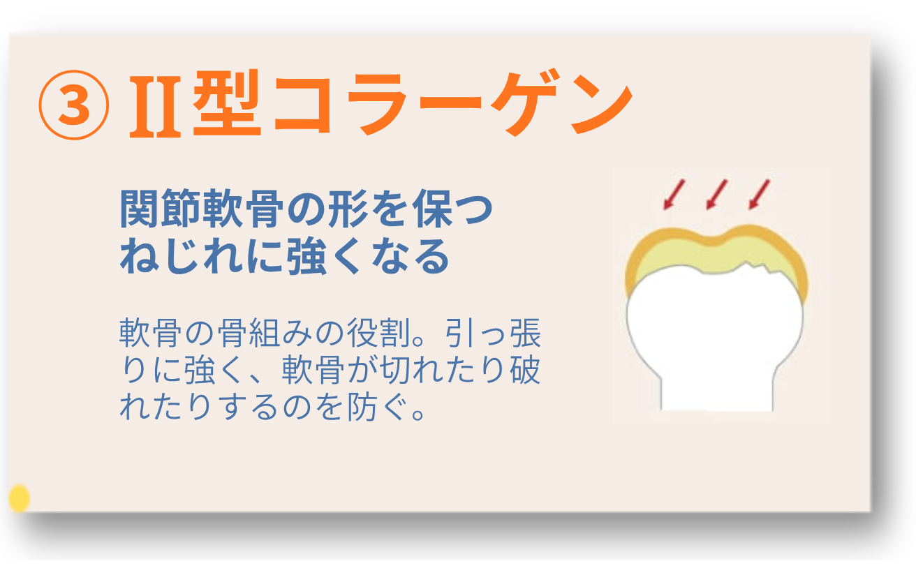 ２型コラーゲン
