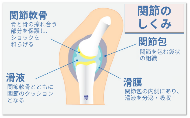 関節のしくみ