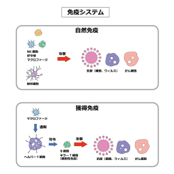 自然免疫と獲得免疫_乳酸菌