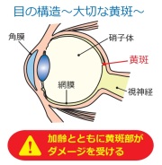 目の構造～大切な黄斑～