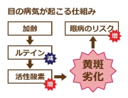 黄斑変性が起こる仕組み